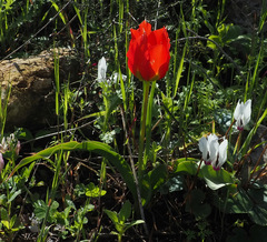 Tulipa agenensis