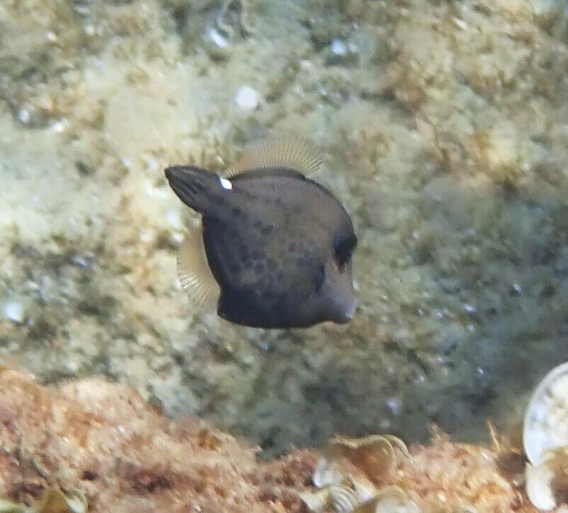 Honeycomb filefish