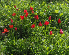 Tulipa agenensis
