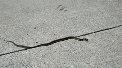 Thamnophis sirtalis semifasciatus