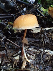 Marasmius cladophyllus