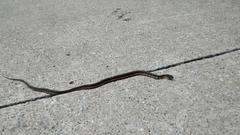 Thamnophis sirtalis semifasciatus