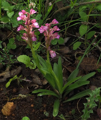 Anacamptis papilionacea