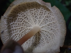 Marasmius cladophyllus