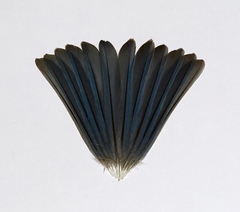 Cyanistes caeruleus calamensis