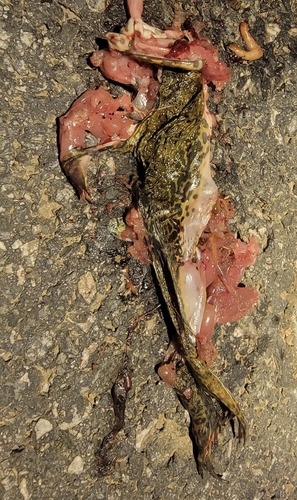 East Asian Bullfrog