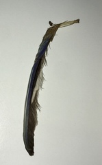 Melopsittacus undulatus domesticus