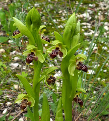 Ophrys umbilicata