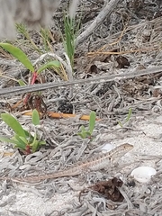 Sceloporus cozumelae