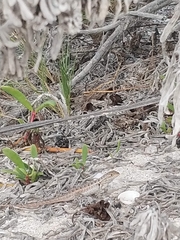 Sceloporus cozumelae