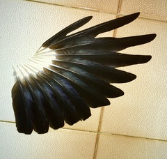 Corvus monedula soemmerringii