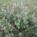 Salix alaxensis alaxensis - Photo (c) Samuel Brinker, algunos derechos reservados (CC BY-NC), uploaded by Samuel Brinker