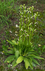 Ophrys umbilicata