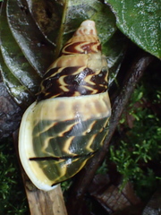 Sultana deburghiae