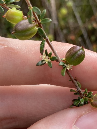 Micrantheum ericoides (Micrantheum ericoides)