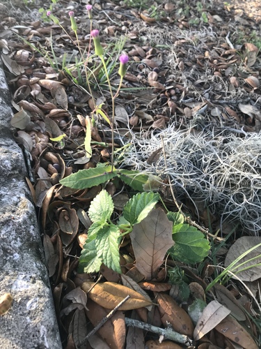 Emilia sonchifolia image