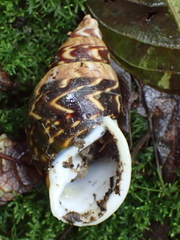 Sultana deburghiae