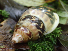 Sultana deburghiae