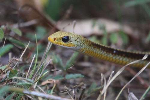 Chironius spixii