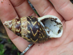 Sultana deburghiae
