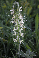 Salvia austriaca