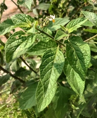 Solanum nigrescens