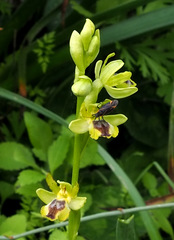 Ophrys lutea galilaea