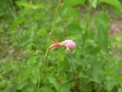 Oenothera podocarpa