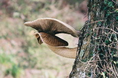 Cyclocybe parasitica