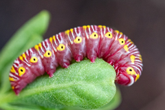 Eutelia catephioides