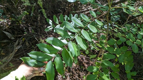 Simarouba glauca, photograph 3