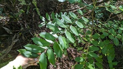 Joseph Aubert, CC BY, iNaturalist via GBIF Simarouba glauca, photograph Joseph Aubert, CC BY, iNaturalist via GBIF