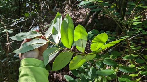 Simarouba glauca, photograph 4