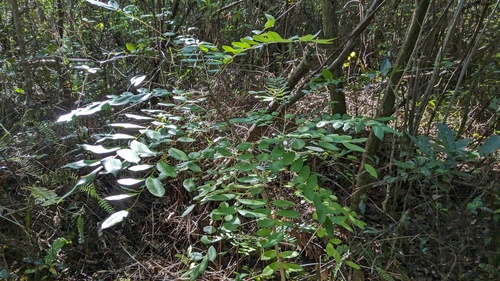 Simarouba glauca, photograph 5