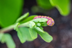 Eutelia catephioides