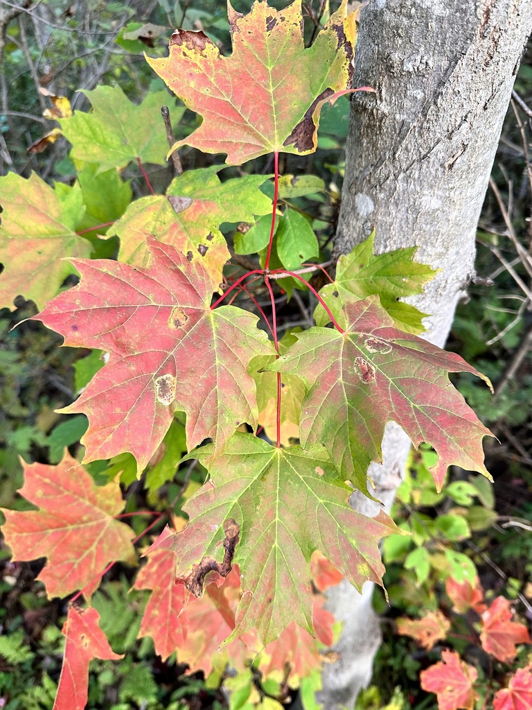 Sugar Maple From Sackville NB Canada On September 26 2023 At 06 44   Large 