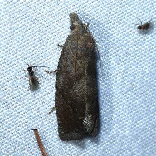 Eucosma sombreana photo 5