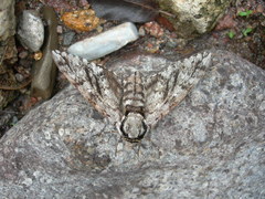 Ceratomia sonorensis