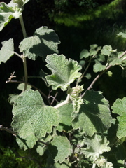 Malacothamnus fremontii