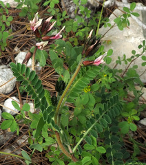 Astragalus palaestinus