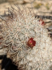 Mammillaria pottsii