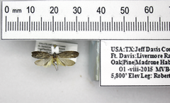 Ethmia discostrigella