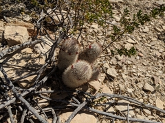 Mammillaria pottsii
