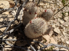 Mammillaria pottsii