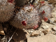 Mammillaria pottsii