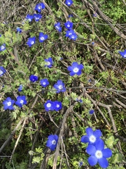 Nemophila menziesii