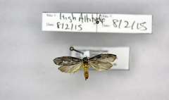 Ethmia discostrigella