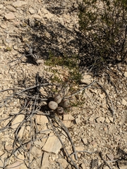 Mammillaria pottsii