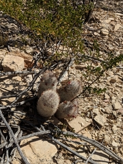 Mammillaria pottsii