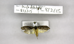 Ethmia discostrigella